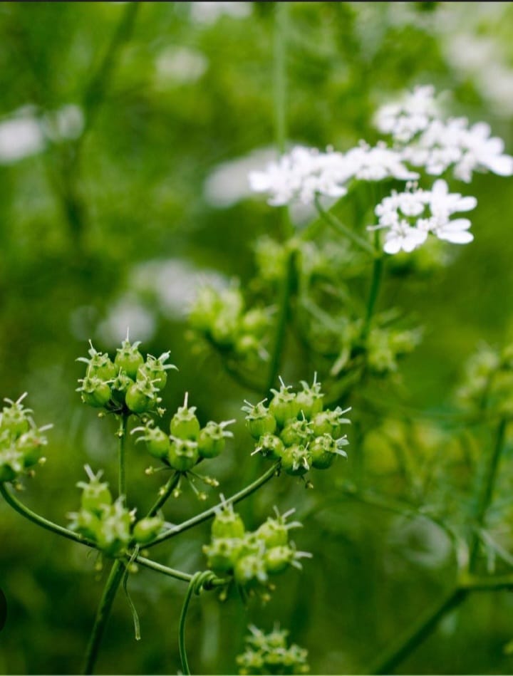 Coriander Seeds